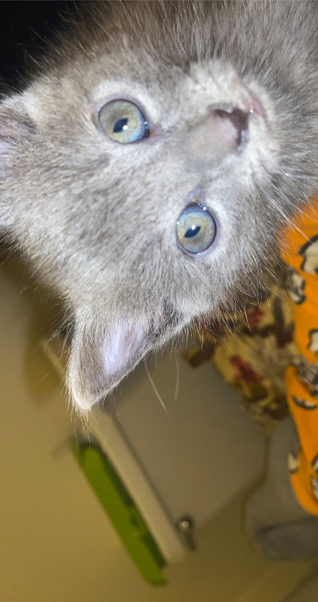 Ozzie is registered to the contest to win money with this photo: carnivore, cat, close_up, domestic_short_haired_cat, electric_blue, eye, fawn, felidae, fur, iris, marsupial, natural_material, paw, plant, russian_blue, small_to_medium_sized_cats, snout, terrestrial_animal, whiskers, wildlife
