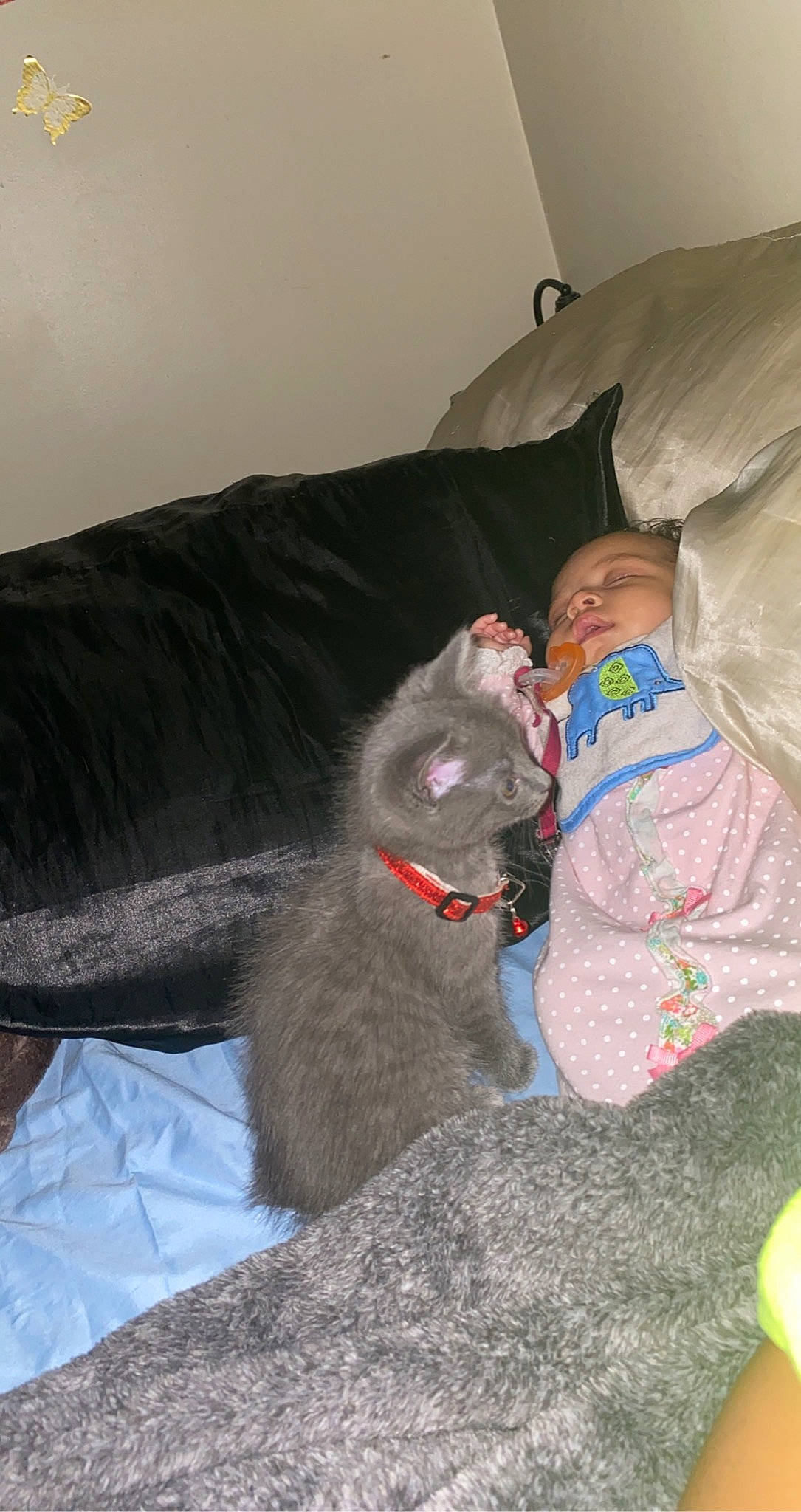 Ozzie joined the competition — help win amazing prizes! canidae, carnivore, cat, comfort, companion_dog, dog_breed, domestic_short_haired_cat, fawn, felidae, fur, grey, lap, linens, nap, russian_blue, sitting, small_to_medium_sized_cats, sporting_group, tail, whiskers