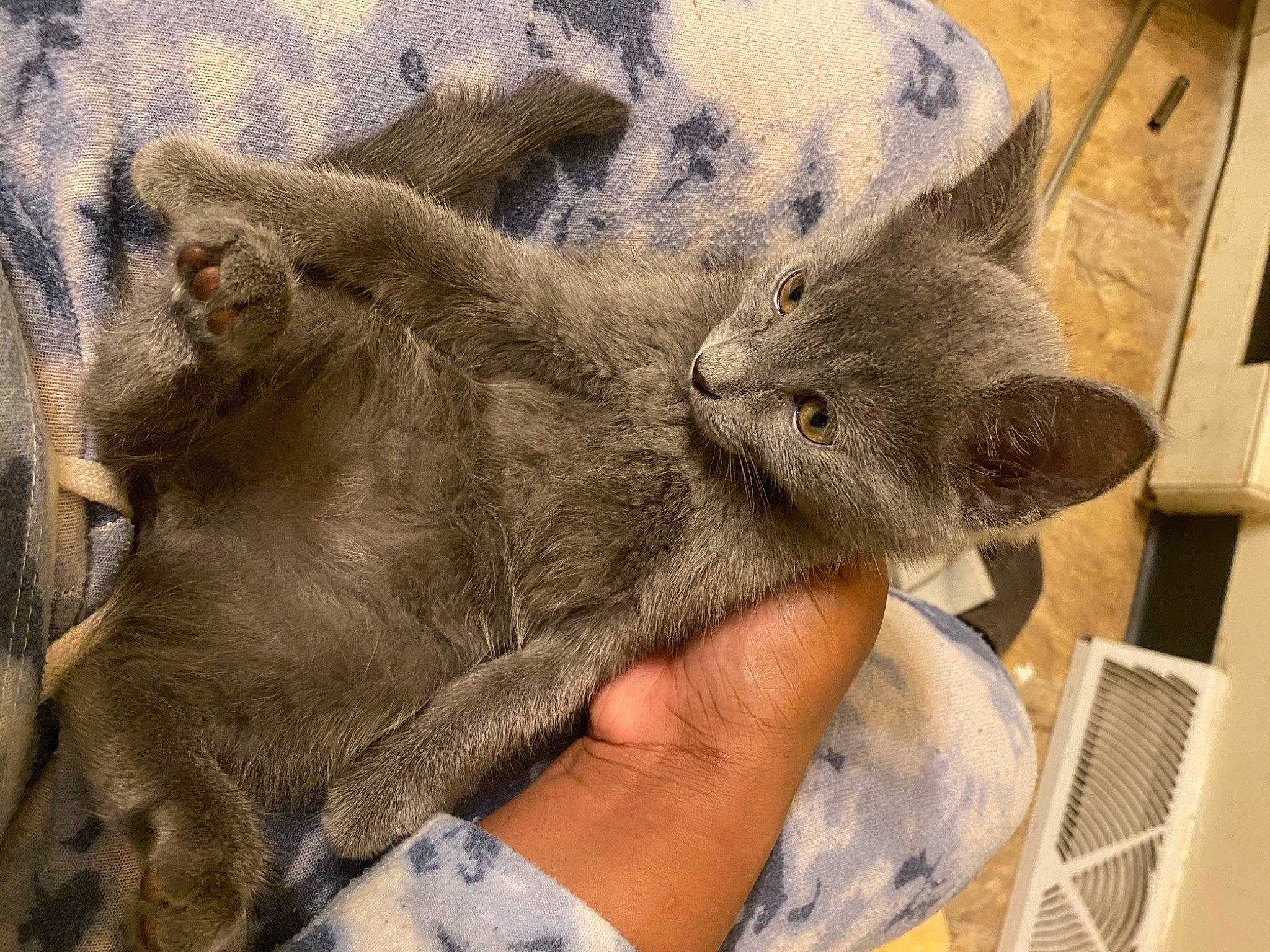 Ozzie joined the competition — help win amazing prizes! carnivore, cat, claw, comfort, domestic_short_haired_cat, ear, fawn, felidae, fur, gesture, hand, nap, paw, russian_blue, sleep, small_to_medium_sized_cats, snout, whiskers, wool