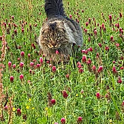 Low Low joined the competition — help win amazing prizes! animal, cat, closeup, eyes, feline, field, fluffy, grass, greenery, mammal, meadow, nature, outdoor, plants, predator, spring, summer, tail, walking, wildflowers