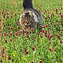 animal, cat, closeup, eyes, feline, field, fluffy, grass, greenery, mammal, meadow, nature, outdoor, plants, predator, spring, summer, tail, walking, wildflowers