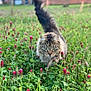 animal, background_blur, cat, clover_field, domestic_animal, feline, fluffy_cat, focused, garden, grass, green_eyes, mammal, nature, outdoor, pet, pink_flowers, prowling, spring, tail_up, wildlife