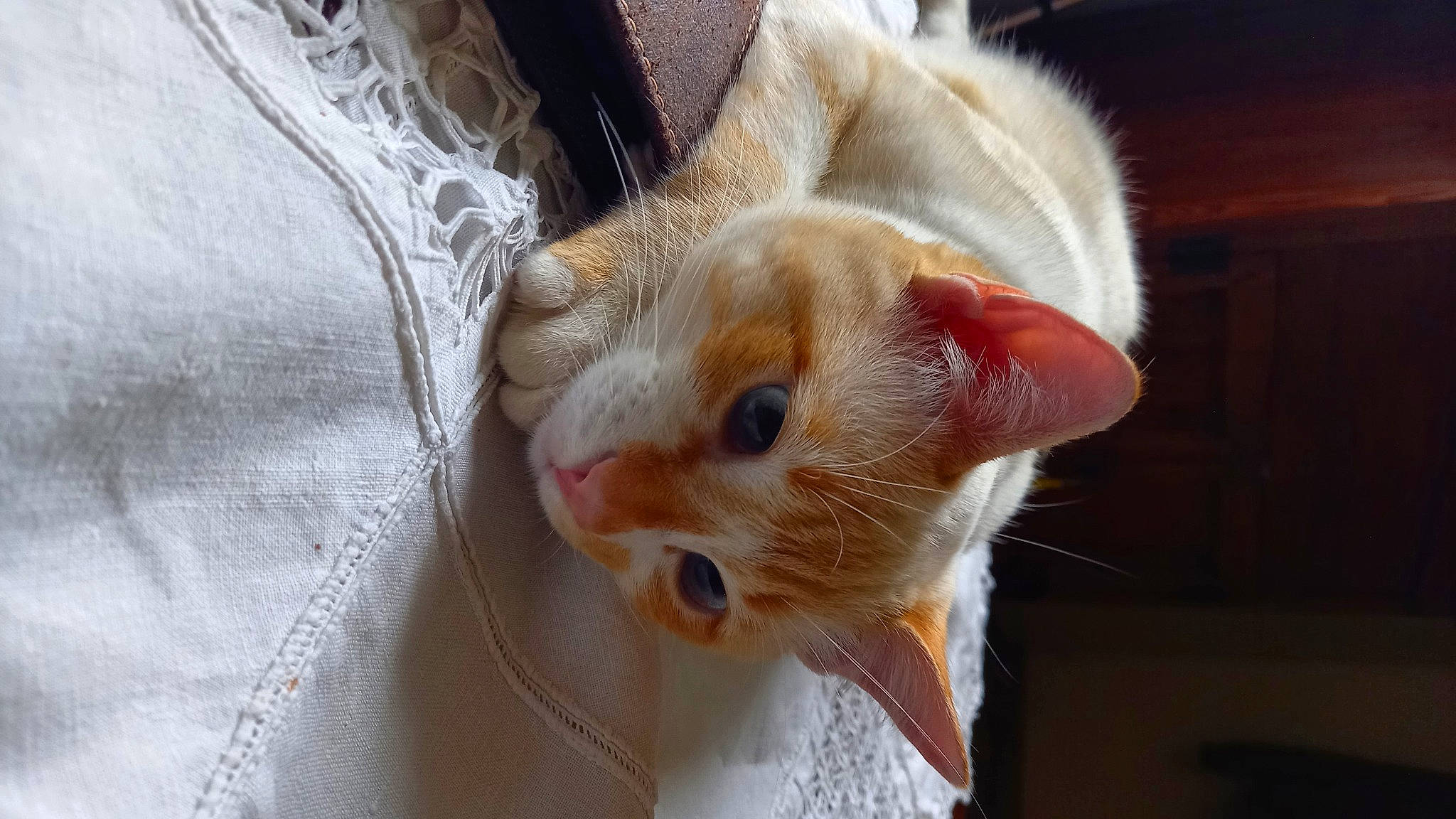 Kena a rejoint le concours — aidez-le/la à gagner de superbes lots ! carnivore, cat, claw, comfort, domestic_short_haired_cat, ear, eye, eyelash, fawn, felidae, fur, head, human_body, iris, nose, paw, small_to_medium_sized_cats, snout, tail, whiskers