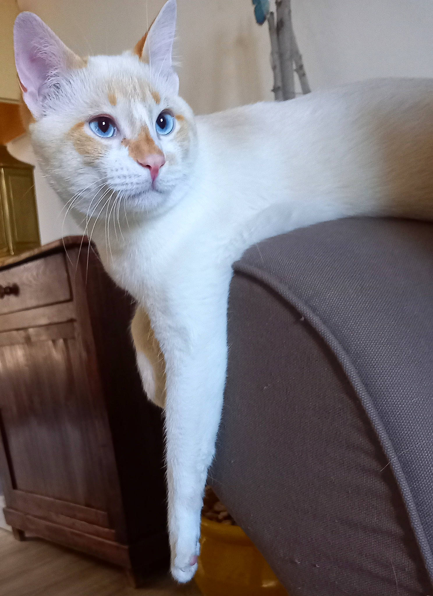 Kena a rejoint le concours — aidez-le/la à gagner de superbes lots ! cabinetry, carnivore, cat, chest_of_drawers, comfort, domestic_short_haired_cat, drawer, fawn, felidae, flooring, fur, hardwood, paw, sitting, small_to_medium_sized_cats, snout, tail, whiskers, white, wood