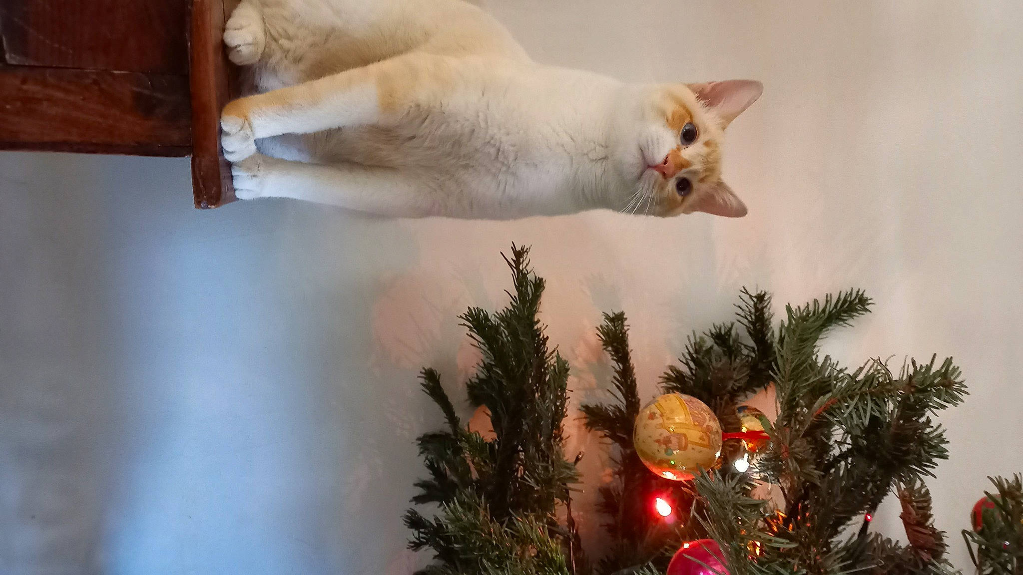 Kena a rejoint le concours — aidez-le/la à gagner de superbes lots ! branch, carnivore, cat, christmas, christmas_decoration, christmas_ornament, christmas_tree, event, evergreen, fawn, felidae, gesture, holiday_ornament, ornament, plant, small_to_medium_sized_cats, tree, twig, whiskers, wood