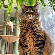 Uno joined the competition — help win amazing prizes! cat, tabby_cat, orange_cat, cat_tree, indoor, plant, fern, window, curtain, furniture, pet, fluffy, relaxed, sitting, lounging, whiskers, eyes, fur, home, cozy