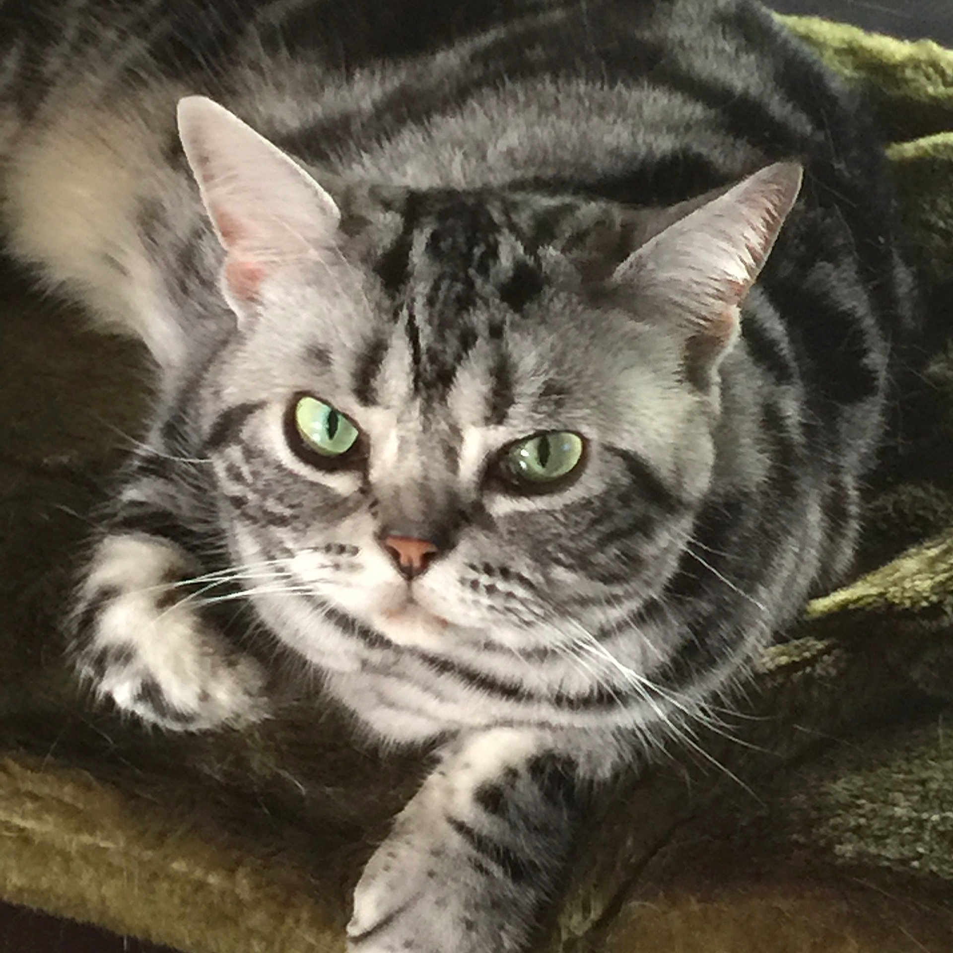 Sadie is registered to the contest to win money with this photo: cat, tabby_cat, green_eyes, close_up, feline, pet, animal, whiskers, ears, fur, striped, resting, indoor, cozy, blanket, cute, looking_up, mammal, portrait, relaxed