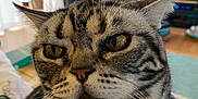 Sadie is registered to the contest to win money with this photo: cat, tabby, close_up, indoor, pet, feline, fur, whiskers, yellow_eyes, face, animal, domestic_cat, striped, relaxed, house, guitar, fireplace, living_room, cozy, portrait