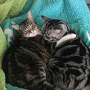 Sadie is registered to the contest to win money with this photo: cat, tabby_cat, sleeping, snuggling, cozy, fur, pet, animal, indoor, blanket, quilt, green, turquoise, paw, friendship, cute, resting, domestic, two_cats, companion