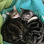 cat, tabby_cat, sleeping, snuggling, cozy, fur, pet, animal, indoor, blanket, quilt, green, turquoise, paw, friendship, cute, resting, domestic, two_cats, companion