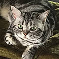 Lori Meyers Dibacco