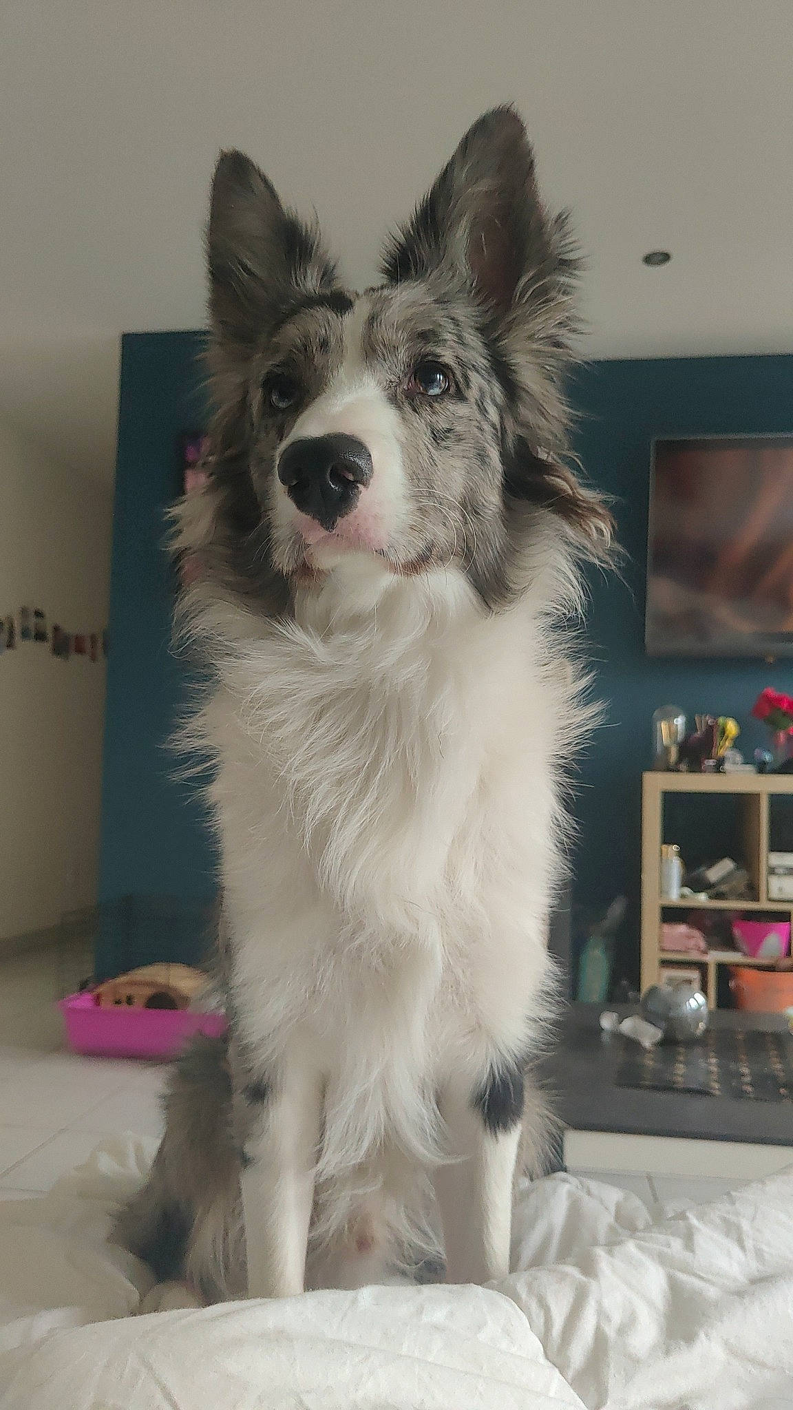 Taïgo participe au concours pour gagner de l'argent avec cette photo : cabinetry, canidae, carnivore, collar, companion_dog, dog, dog_breed, dog_collar, dog_supply, fur, herding_dog, shelf, shelving, snout, sporting_group, tail, television, whiskers, working_animal, working_dog