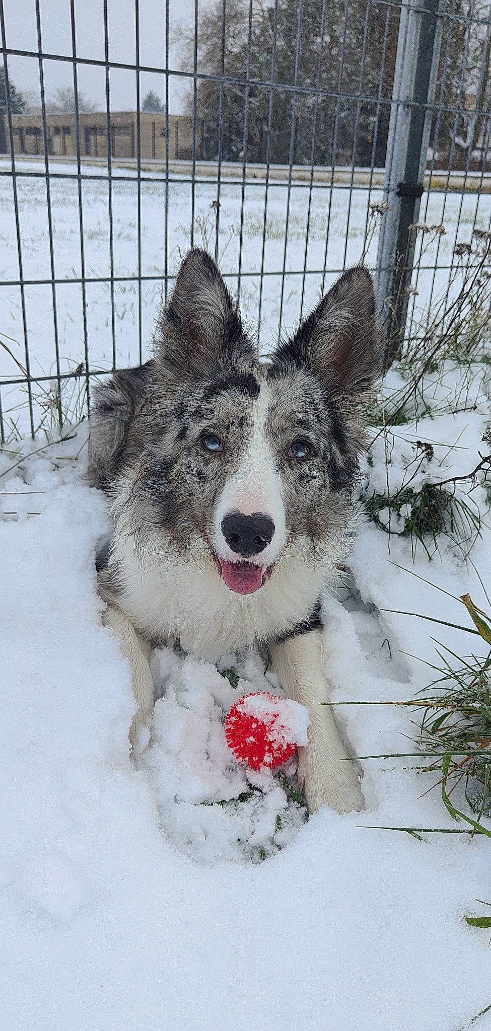 Taïgo participe au concours pour gagner de l'argent avec cette photo : ancient_dog_breeds, art, carnivore, dog, dog_breed, fence, freezing, fur, grass, mesh, plant, precipitation, snow, terrestrial_animal, twig, whiskers, white, winter, working_dog