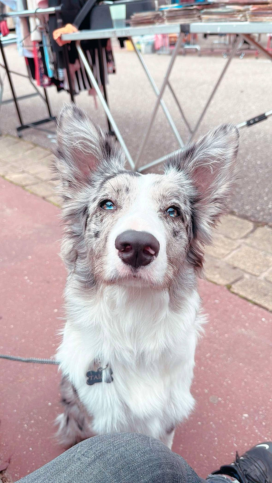 Taïgo participe au concours pour gagner de l'argent avec cette photo : carnivore, companion_dog, dog_breed, dog_collar, eye, fur, goats, happy, leash, metal, mythical_creature, plant, road, road_surface, sidewalk, snout, street, tree, whiskers, working_animal