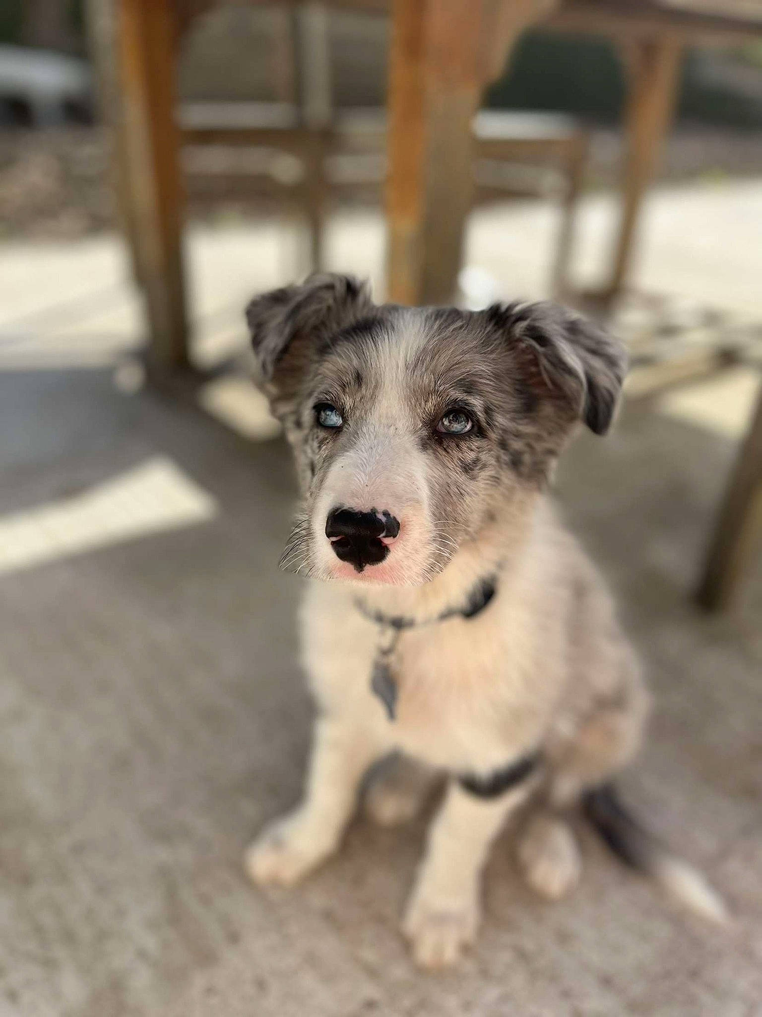 Taïgo a rejoint le concours — aidez-le/la à gagner de superbes lots ! canidae, carnivore, companion_dog, dog, dog_breed, fur, puppy, snout, sporting_group, street_dog, terrestrial_animal, whiskers, working_animal, working_dog