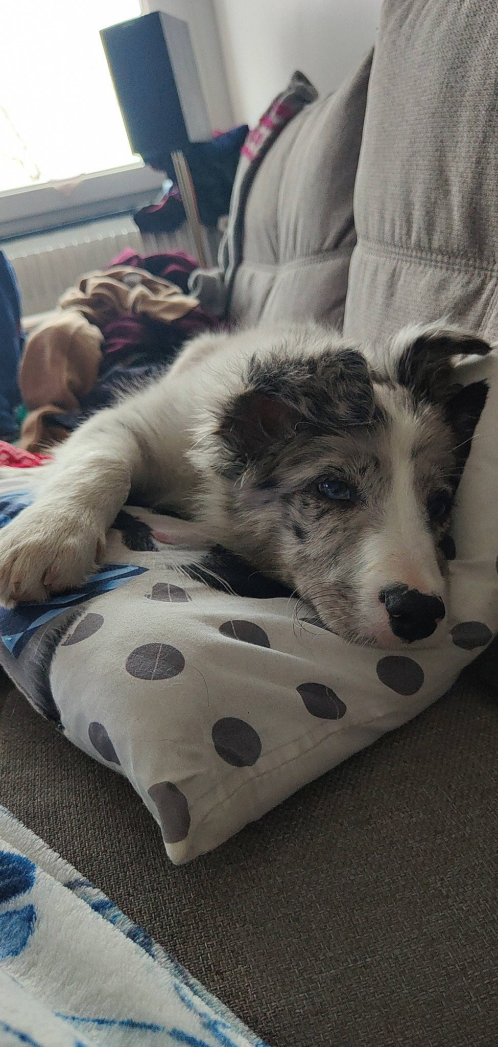 Taïgo participe au concours pour gagner de l'argent avec cette photo : canidae, carnivore, comfort, companion_dog, dog, dog_breed, dog_supply, foot, fur, human_leg, pattern, paw, sitting, snout, sporting_group, terrestrial_animal, whiskers, white, working_animal, working_dog