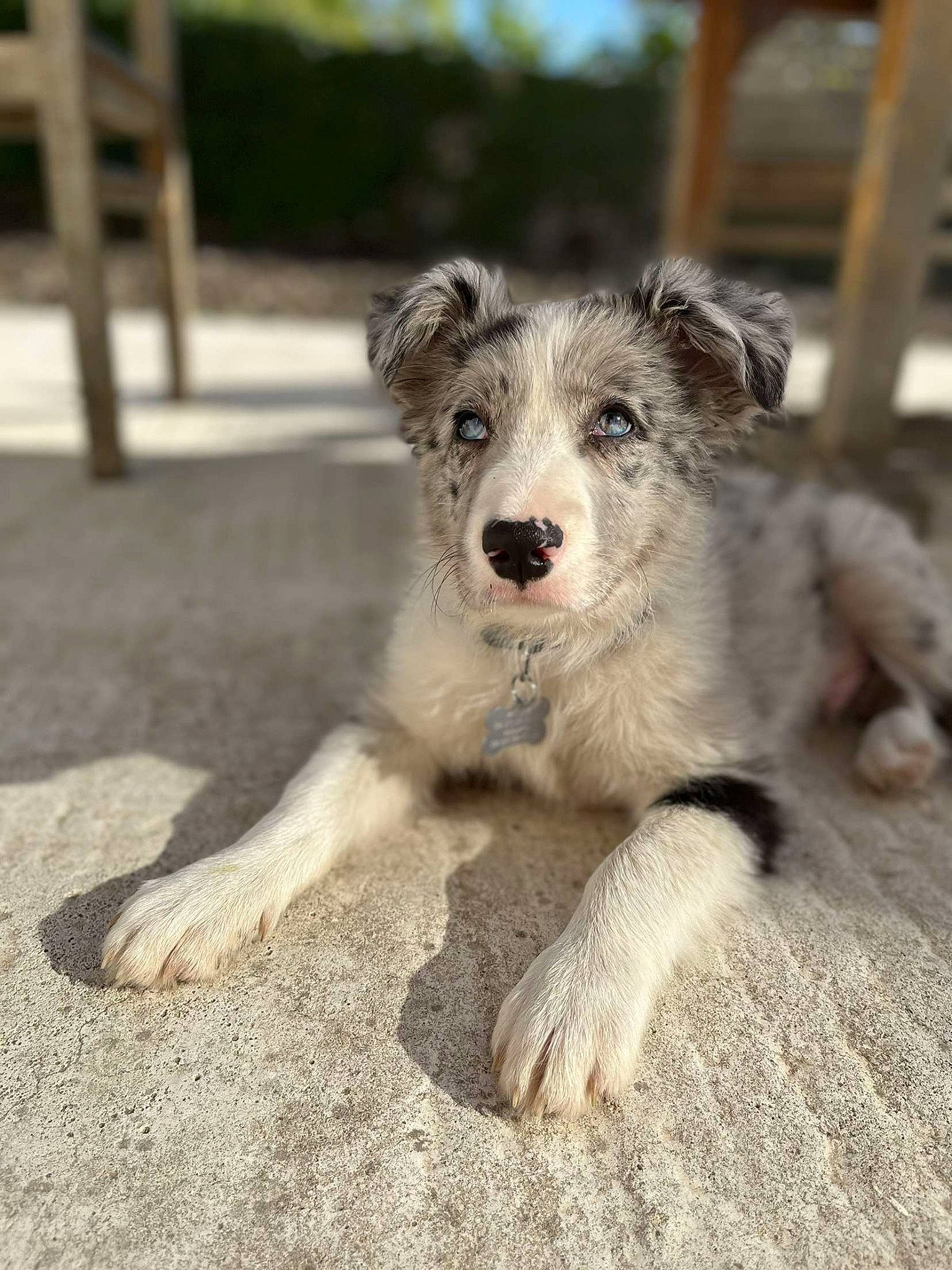 Taïgo participe au concours pour gagner de l'argent avec cette photo : canidae, carnivore, companion_dog, dog, dog_breed, fur, plant, puppy, sporting_group, street_dog, terrestrial_animal, terrier, working_animal, working_dog