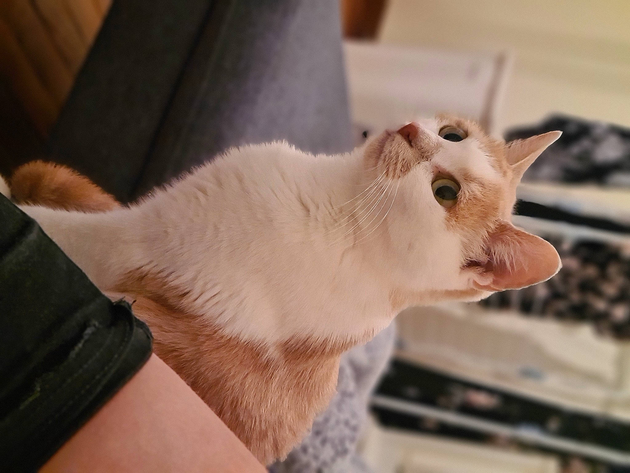 Irina participe au concours pour gagner de l'argent avec cette photo : carnivore, cat, colorpoint_shorthair, ear, fawn, felidae, fur, goat, goats, hand, nose, small_to_medium_sized_cats, snout, whiskers