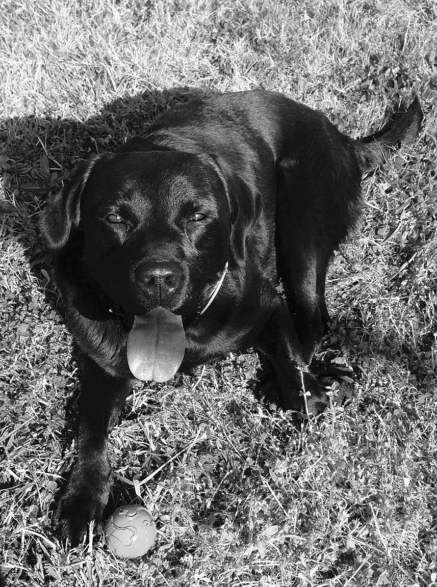 Max participe au concours pour gagner de l'argent avec cette photo : borador, canidae, carnivore, companion_dog, dog, dog_breed, fur, grass, gun_dog, liver, monochrome, monochrome_photography, retriever, snout, soil, sporting_group, style, terrestrial_animal, whiskers, working_animal