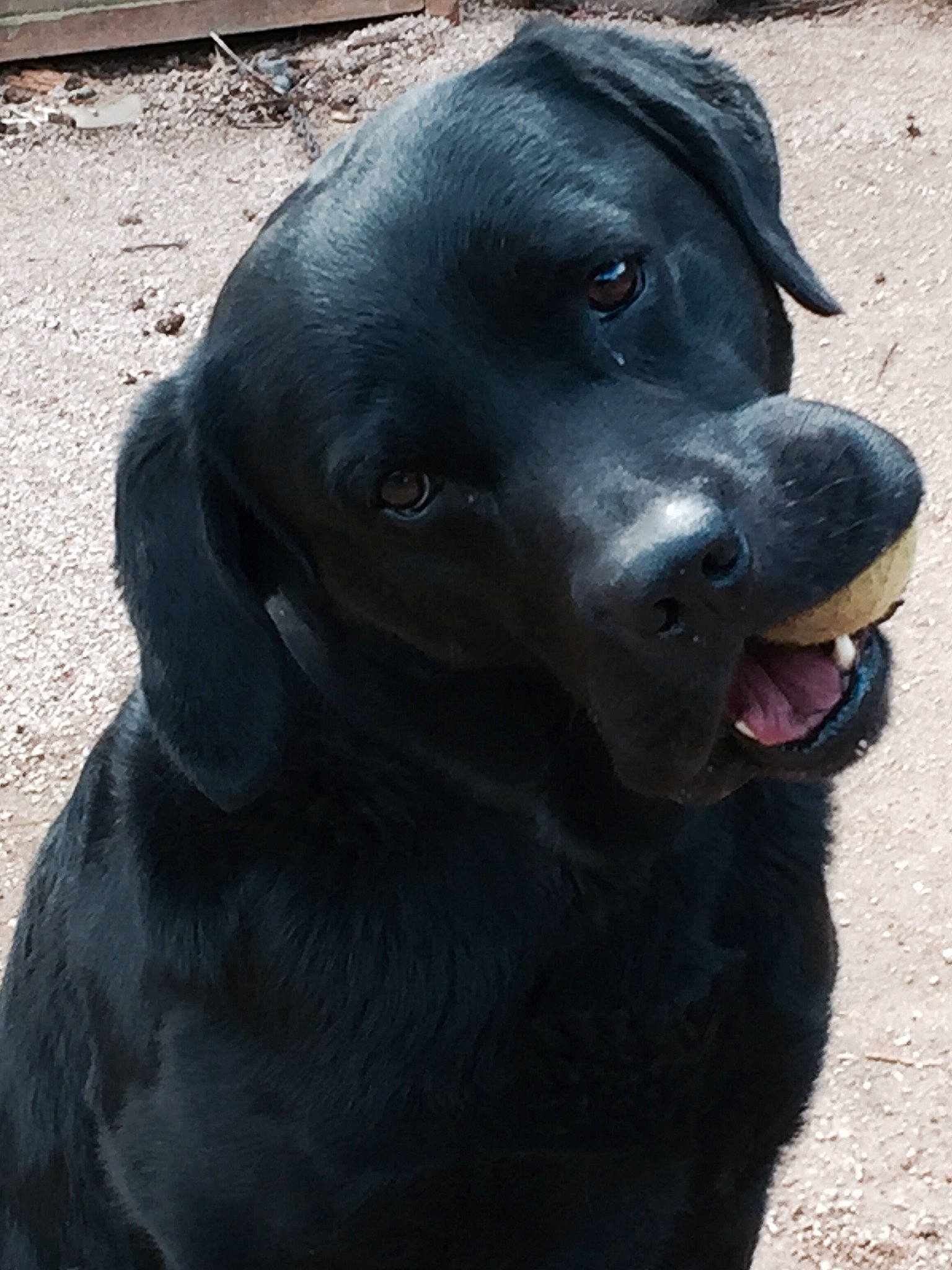 Max participe au concours pour gagner de l'argent avec cette photo : borador, canidae, carnivore, collar, companion_dog, dog, dog_breed, dog_collar, electric_blue, fur, gun_dog, hunting_dog, liver, retriever, snout, sporting_group, terrestrial_animal, whiskers, working_animal, working_dog