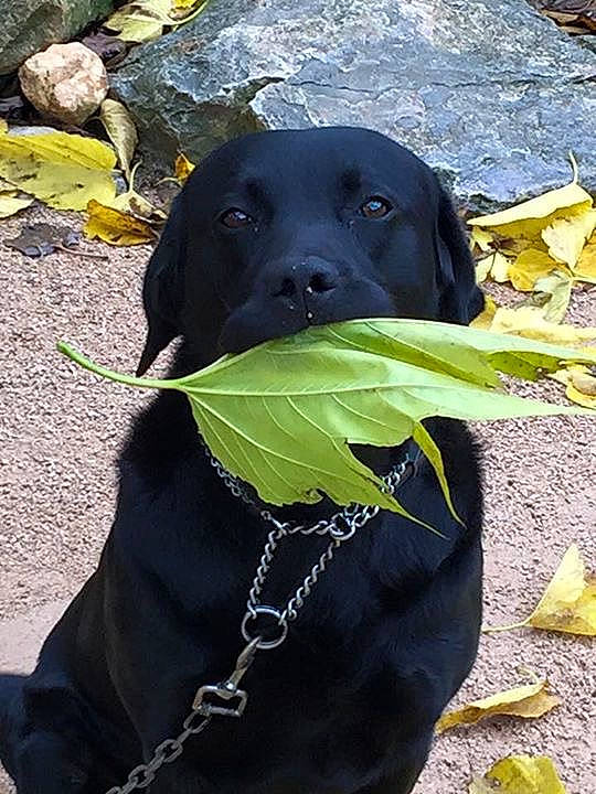 Max a rejoint le concours — aidez-le/la à gagner de superbes lots ! borador, canidae, carnivore, collar, companion_dog, dog, dog_breed, dog_collar, dog_supply, fashion_accessory, grass, gun_dog, hat, personal_protective_equipment, pet_supply, plant, snout, sporting_group, terrestrial_animal, working_animal