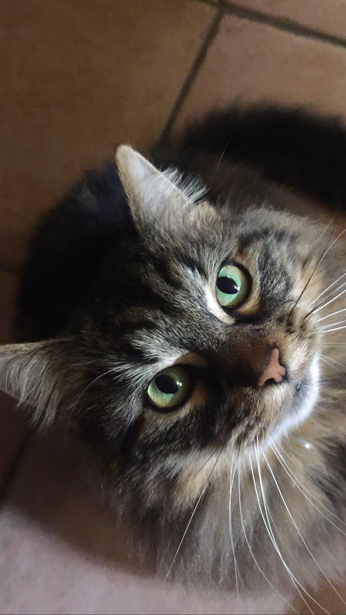 Maïtika a rejoint le concours — aidez-le/la à gagner de superbes lots ! carnivore, cat, domestic_short_haired_cat, eye, felidae, fur, hair, iris, macro_photography, small_to_medium_sized_cats, snout, terrestrial_animal, whiskers, window