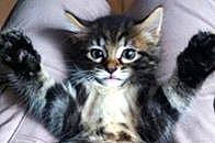 Maïtika a rejoint le concours — aidez-le/la à gagner de superbes lots ! carnivore, cat, domestic_short_haired_cat, felidae, fur, small_to_medium_sized_cats, snout, terrestrial_animal, whiskers