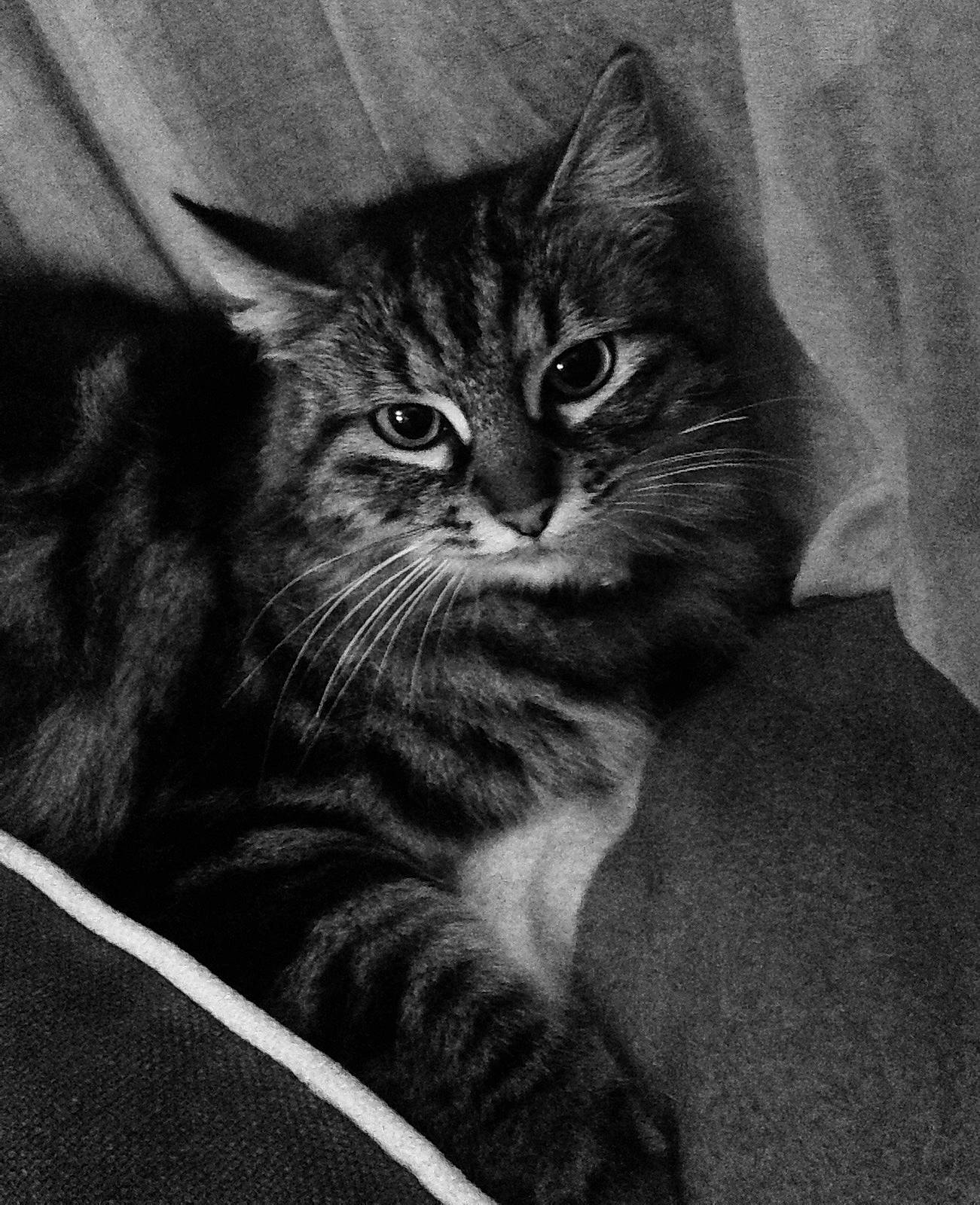 Maïtika participe au concours pour gagner de l'argent avec cette photo : black_and_white, carnivore, cat, domestic_short_haired_cat, felidae, fur, grey, iris, monochrome, monochrome_photography, small_to_medium_sized_cats, style, tail, terrestrial_animal, whiskers