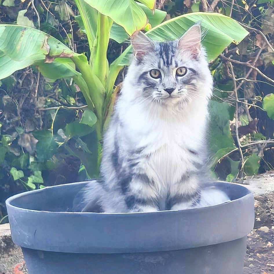 Awaï participe au concours pour gagner de l'argent avec cette photo : animal, cat, closeup, container, curious, eyes, fluffy, fur, garden, gray_cat, green_leaves, leafy_plants, nature, outdoor, pet, plant, plant_pot, sitting, soil, white_cat