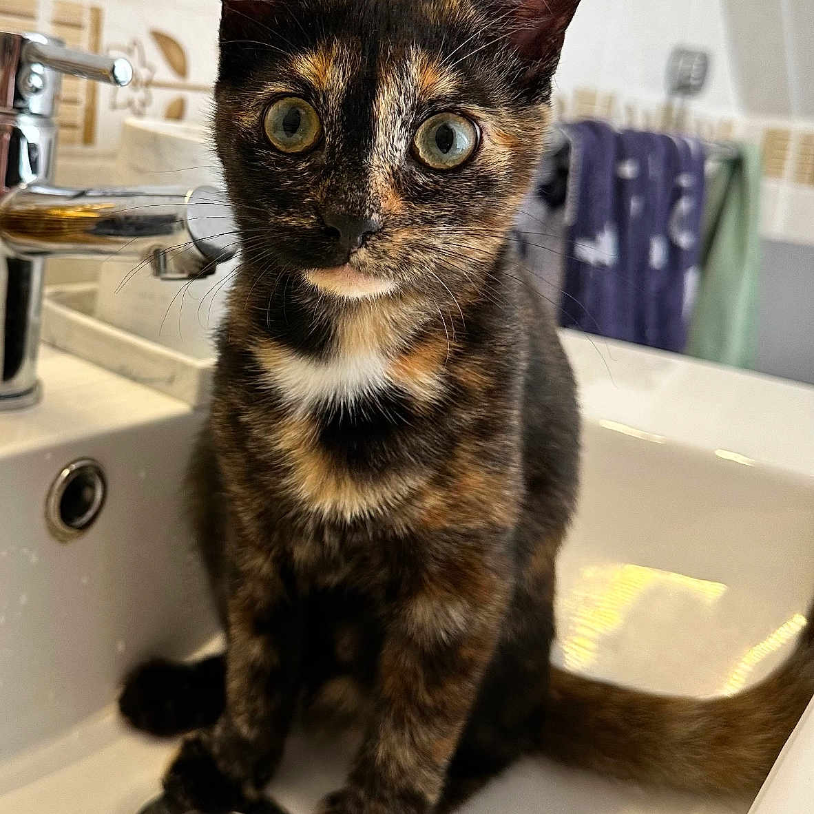 Victoire a rejoint le concours — aidez-le/la à gagner de superbes lots ! abyssinian, animal, basin, bathing, bathtub, brasssection, bronze, brush, cat, device, horn, kitten, manx, musicalinstrument, person, pet, sink, sinkfaucet, tap, tub