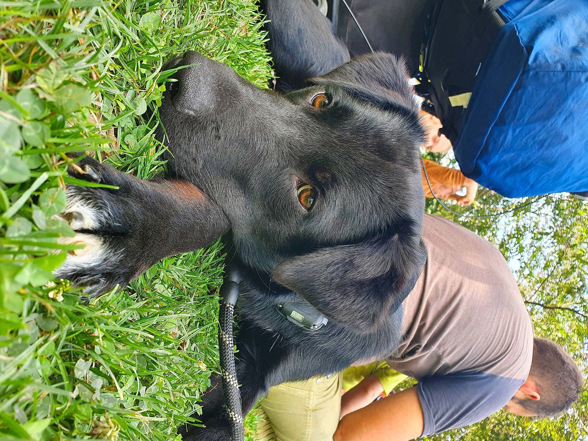 Rémi participe au concours pour gagner de l'argent avec cette photo : canidae, carnivore, dog, dog_breed, grass, guard_dog, hunting_dog, snout, sporting_group