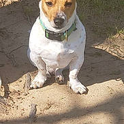Jack joined the competition — help win amazing prizes! dog, small_dog, ears, sitting, outdoor, sunlight, grass, dirt, pet, collar, animal, canine, alert, nature, shadow, ground, daylight, cute, fur, watchful