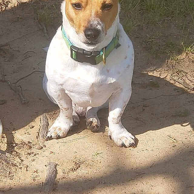 Jack joined the competition — help win amazing prizes! dog, small_dog, ears, sitting, outdoor, sunlight, grass, dirt, pet, collar, animal, canine, alert, nature, shadow, ground, daylight, cute, fur, watchful