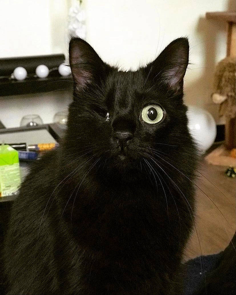 Globule a rejoint le concours — aidez-le/la à gagner de superbes lots ! black_cat, carnivore, cat, domestic_short_haired_cat, felidae, fur, small_to_medium_sized_cats, snout, terrestrial_animal, whiskers