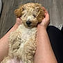 puppy, dog, curly_fur, sleepy, hands, cradling, wooden_floor, indoor, close_up, cute, pet, fur, relaxed, lying_down, mammal, domestic_animal, animal, small_dog, cuddle, resting