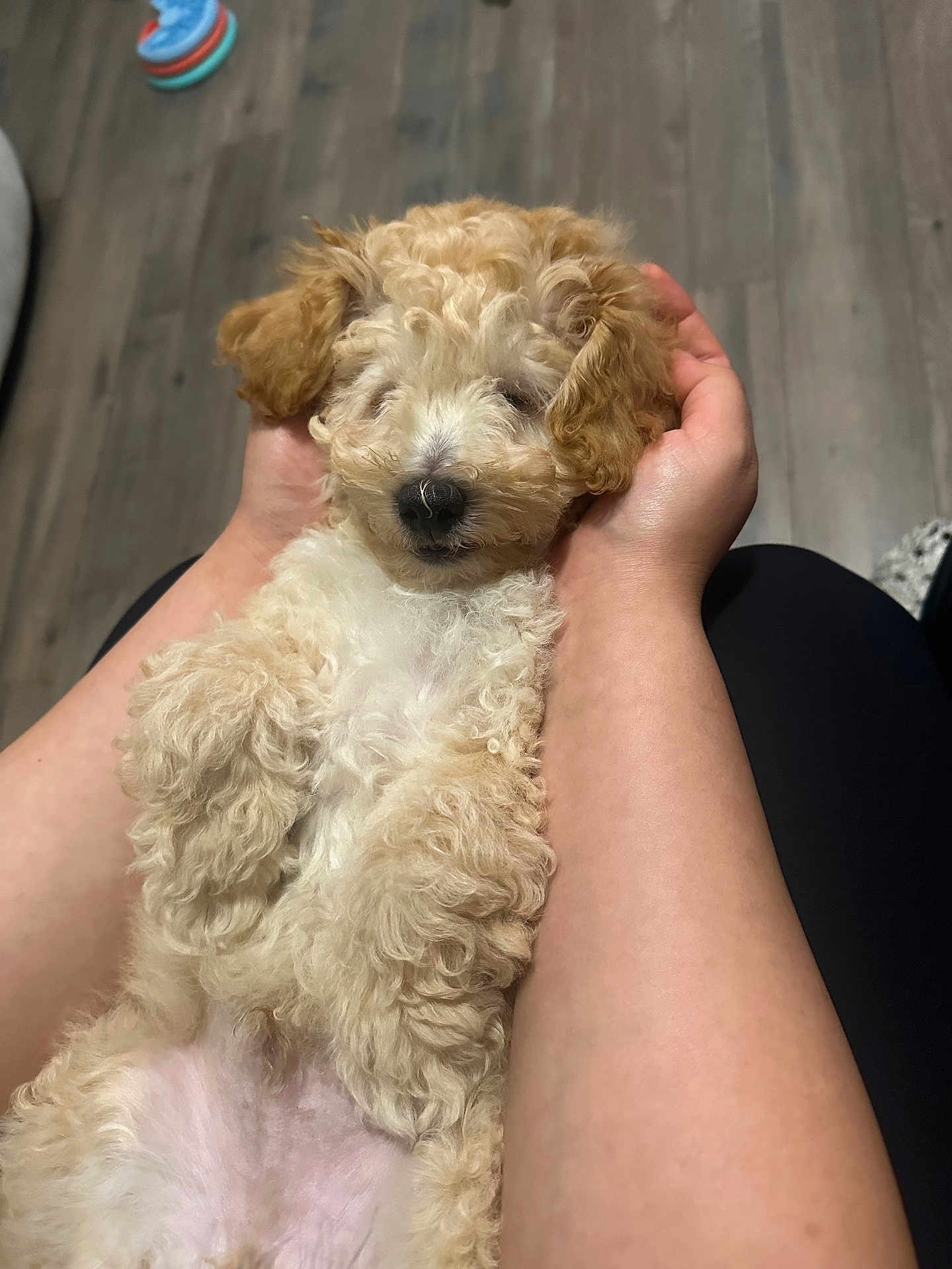 Leo