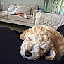dog, sleeping, curly_fur, pet, lap, indoor, living_room, sofa, blanket, cozy, relaxation, fur, cute, resting, home, comfort, person, black_clothing, quiet, calm