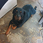 Spyke participe au concours pour gagner de l'argent avec cette photo : dog, rottweiler, indoor, floor, pet, lying_down, black_and_tan, canine, looking_up, furniture, cable, domestic_animal, companion, animal, mammal, resting, home, curious, calm, floor_texture