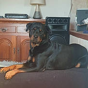 Saya a rejoint le concours — aidez-le/la à gagner de superbes lots ! rottweiler, dog, pet, indoor, furniture, wooden_cabinet, lamp, speaker, relaxed, lying_down, black_coat, brown_markings, paw, nose, ears, animal, mammal, domestic, companion, calm