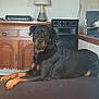 rottweiler, dog, pet, indoor, furniture, wooden_cabinet, lamp, speaker, relaxed, lying_down, black_coat, brown_markings, paw, nose, ears, animal, mammal, domestic, companion, calm