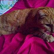 Kikine a rejoint le concours — aidez-le/la à gagner de superbes lots ! cat, orange_tabby, pet, feline, whiskers, paws, bed, blanket, pink, resting, indoor, fur, cute, animal, sleepy, cute_pet, domestic_animal, lying_down, cozy, relaxed