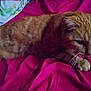 cat, orange_tabby, pet, feline, whiskers, paws, bed, blanket, pink, resting, indoor, fur, cute, animal, sleepy, cute_pet, domestic_animal, lying_down, cozy, relaxed