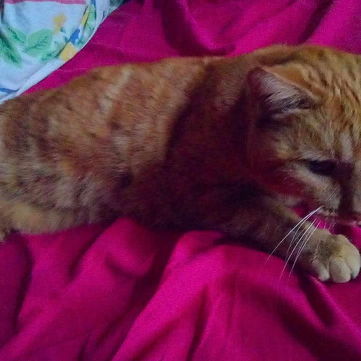 Kikine a rejoint le concours — aidez-le/la à gagner de superbes lots ! animal, bed, blanket, cat, cozy, cute, cute_pet, domestic_animal, feline, fur, indoor, lying_down, orange_tabby, paws, pet, pink, relaxed, resting, sleepy, whiskers