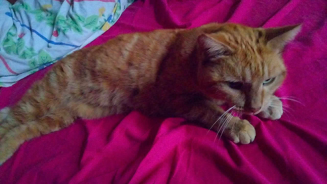 Kikine a rejoint le concours — aidez-le/la à gagner de superbes lots ! cat, orange_tabby, pet, feline, whiskers, paws, bed, blanket, pink, resting, indoor, fur, cute, animal, sleepy, cute_pet, domestic_animal, lying_down, cozy, relaxed