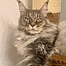 cat, maine_coon, fluffy_fur, tufted_ears, yellow_eyes, pet, indoor, cat_tree, feline, long_hair, relaxed, portrait, animal, whiskers, close_up, domestic_cat, mammal, cute, resting, fur
