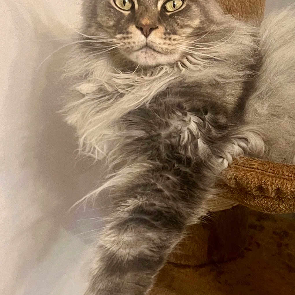 Tarzan