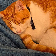 Ellie a rejoint le concours — aidez-le/la à gagner de superbes lots ! animal, blue_blanket, cat, close_up, collar, comfort, cozy, cute, domestic_cat, fluffy_blanket, fur, indoor, nap, orange_cat, pet, relaxation, resting, sleeping, whiskers, white_cat