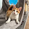kitten, cat, pet, orange_and_white, hammock, cat_furniture, indoor, curious, wide_eyes, soft_texture, cozy, playful, scratched, floor, blue_bag, wooden_floor, animal, young, feline, cute
