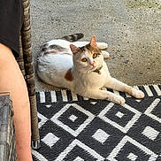 Altesse participe au concours pour gagner de l'argent avec cette photo : cat, calico_cat, animal, pet, relaxing, outdoor, rug, patterned_rug, black_and_white, concrete_floor, wicker_chair, human_arm, collar, curious, feline, domestic_cat, resting, sunlight, texture, casual