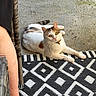 cat, calico_cat, animal, pet, relaxing, outdoor, rug, patterned_rug, black_and_white, concrete_floor, wicker_chair, human_arm, collar, curious, feline, domestic_cat, resting, sunlight, texture, casual